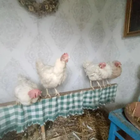 Agroturystyka Διαμέρισμα *